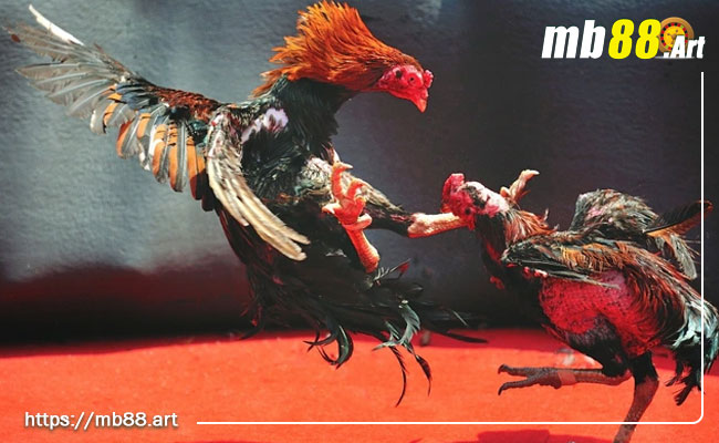 Đá gà - Lịch sử, luật chơi, cách tính điểm và chiến thuật 3 cách tính điểm đá gà