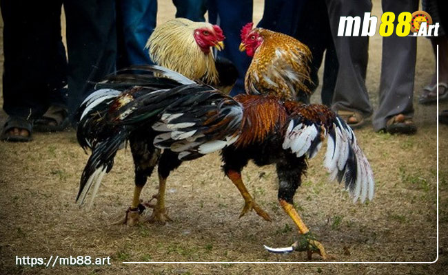 Đá gà - Lịch sử, luật chơi, cách tính điểm và chiến thuật 4 đặt cược